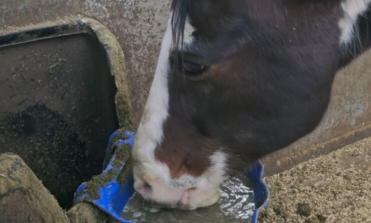 A horse bending down to drink water from a bucket placed on the ground