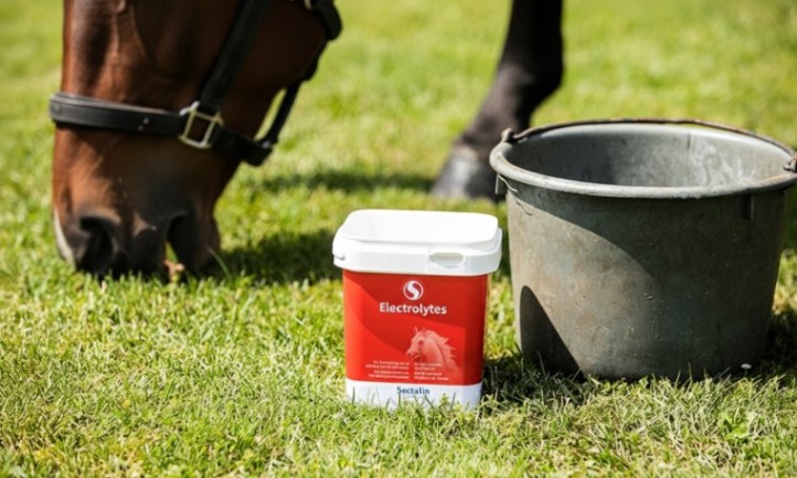 A bucket of horse feed sits beside a brown horse in a stable environment