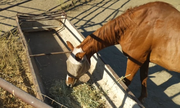 A horse feeding on hay from a wooden trough in a stable setting